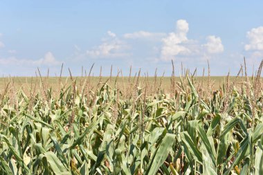 Yazın büyük yeşil mısır tarlası