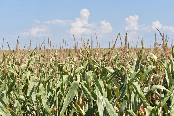 Großes Junges Maisfeld Sommer — Stockfoto