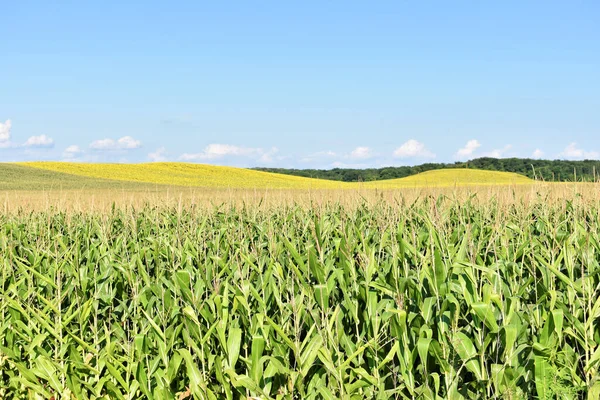 Großes Junges Maisfeld Sommer — Stockfoto