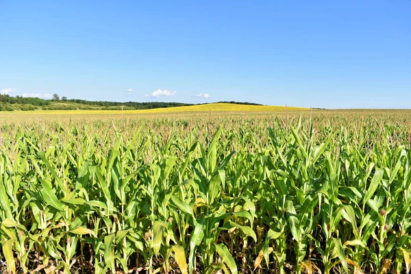 Großes Junges Maisfeld Sommer — Stockfoto