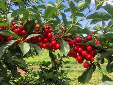 Yazın ekşi kiraz çiftliği