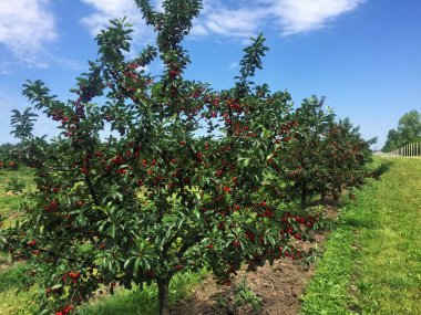Yazın ekşi kiraz çiftliği