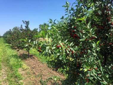 Yazın ekşi kiraz çiftliği