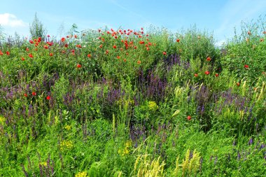 Baharda çeşitli renkli yabani çiçekler