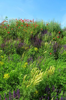 Baharda çeşitli renkli yabani çiçekler