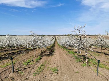 İlkbaharda çiçek açan kiraz bahçesi