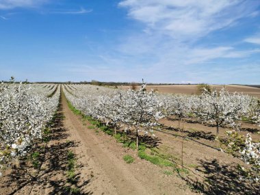 İlkbaharda çiçek açan kiraz bahçesi