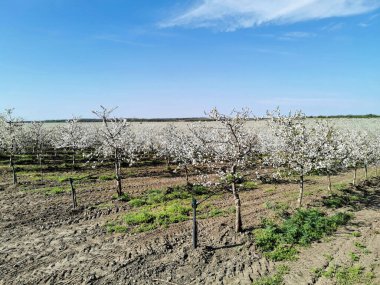 İlkbaharda çiçek açan kiraz bahçesi