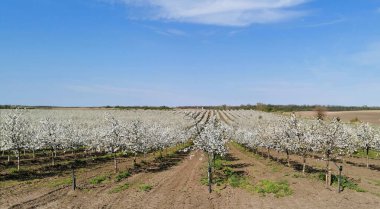 İlkbaharda çiçek açan kiraz bahçesi