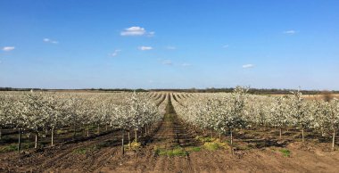 İlkbaharda çiçek açan kiraz bahçesi