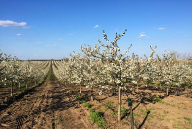 İlkbaharda çiçek açan kiraz bahçesi