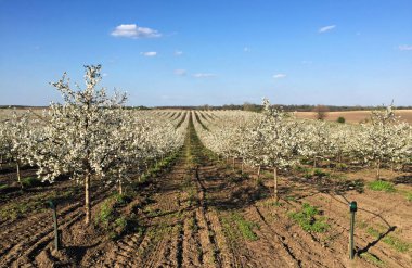 İlkbaharda çiçek açan kiraz bahçesi