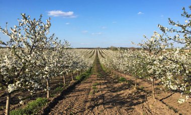 İlkbaharda çiçek açan kiraz bahçesi