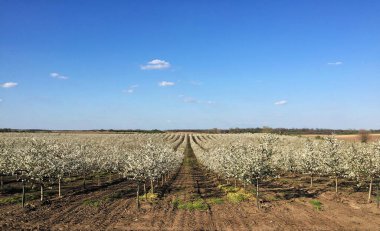 İlkbaharda çiçek açan kiraz bahçesi