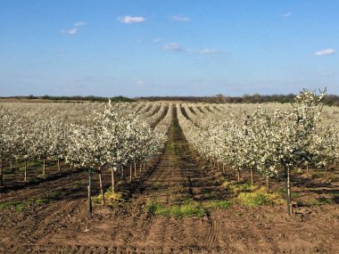 İlkbaharda çiçek açan kiraz bahçesi