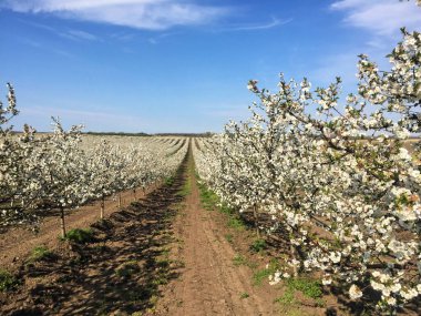 İlkbaharda çiçek açan kiraz bahçesi