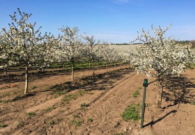 İlkbaharda çiçek açan kiraz bahçesi