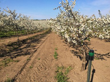İlkbaharda çiçek açan kiraz bahçesi