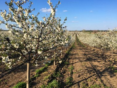 İlkbaharda çiçek açan kiraz bahçesi