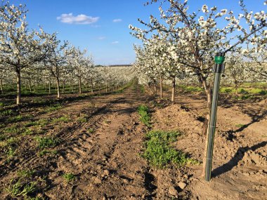 İlkbaharda çiçek açan kiraz bahçesi