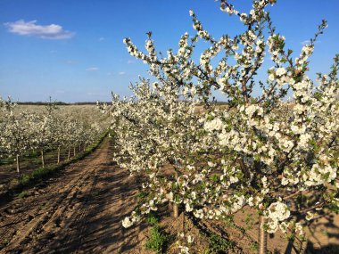 İlkbaharda çiçek açan kiraz bahçesi