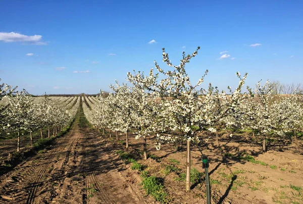 İlkbaharda çiçek açan kiraz bahçesi