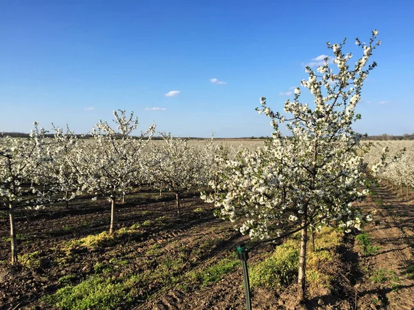 İlkbaharda çiçek açan kiraz bahçesi