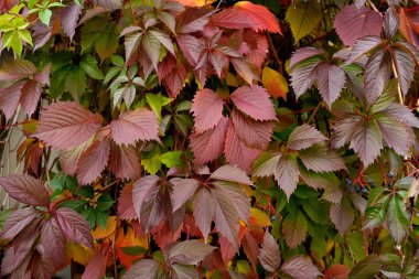 Parlak, beş katlı sarmaşık yaprakları, sonbahar paletinde tırtıklı yapraklar, yeşilden kıpkırmızı ve bordo renklerine kadar değişiyor.