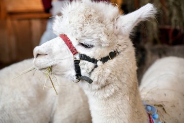 Kırmızı bir yular ve şenlikli bir pelerin giyen tüylü beyaz bir alpaka portresi..