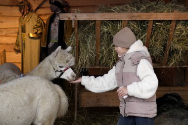 Beyaz kabarık ceketli ve bej şapkalı küçük bir kız ahırda kabarık bir alpakaya havuç veriyor.