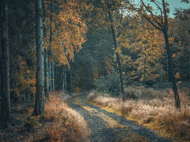 Bir sonbahar ormanında romantik orman yolu