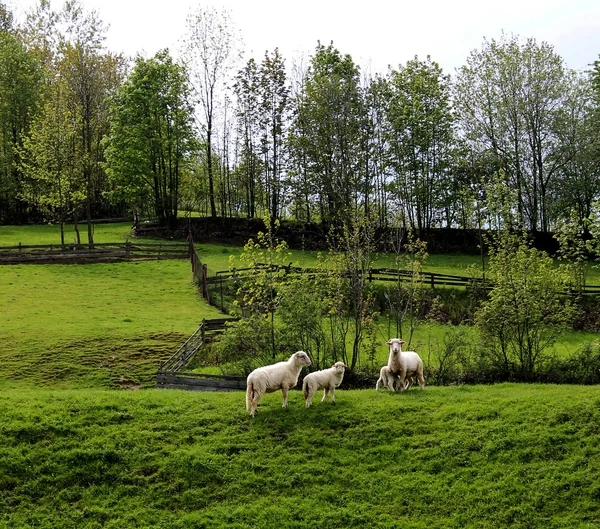 Τα πρόβατα στο πεδίο — Φωτογραφία Αρχείου