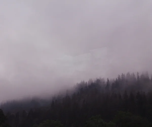 O nevoeiro na floresta Imagens De Bancos De Imagens Sem Royalties