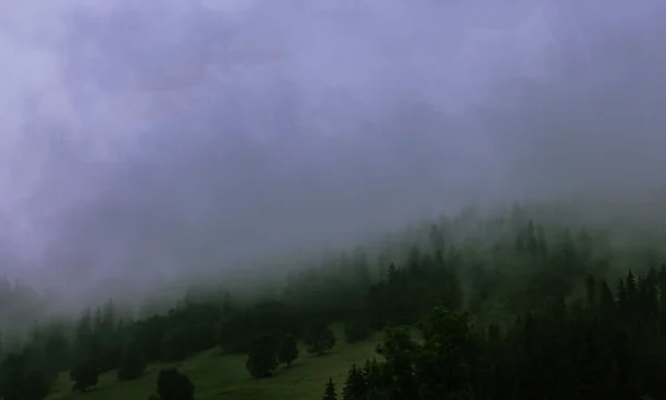 O nevoeiro na floresta Fotos De Bancos De Imagens