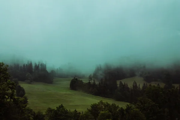 Der Nebel im Wald — Stockfoto