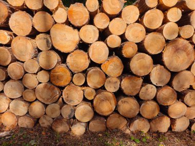 Taze kesilmiş odun yığınları gün ışığında bir ormanda düzgünce düzenlenir. Yuvarlak, doğal kerestenin güzelliğini vurgulayarak ahşabın dokusunu ve tanelerini gösteriyor.