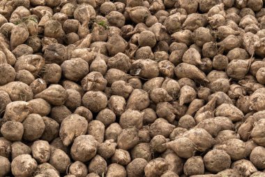 A large pile of freshly harvested sugar beets lies in a rural field