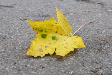 Pürüzlü kaldırımda uzanan parlak sarı bir yaprak şeklinin ve renginin detaylarını gözler önüne seriyor. Sonbaharda düşerken, gri yüzeye renk katar.