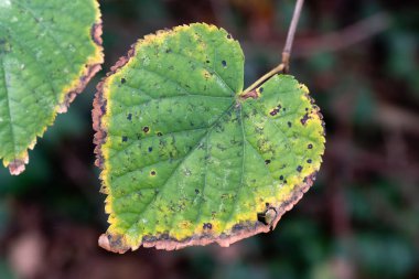 Üzerinde kahverengi lekeler olan bir yaprak. Yaprak yeşil ve üzerinde kahverengi bir leke var.