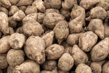 A large pile of freshly harvested sugar beets lies in a rural field
