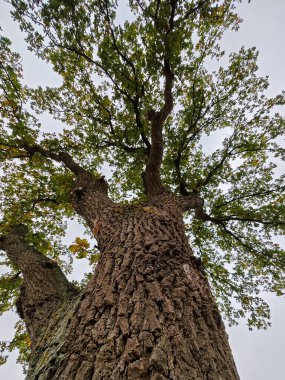 A tall oak tree stands prominently with thick, textured bark and lush green leaves, all under a cloudy sky in a serene forest setting. Nature's beauty shows through the leaves swaying gently
