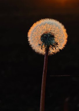 Karanlıkta bir karahindiba duruyor. Güneş batıyor ve karahindiba parlıyor.