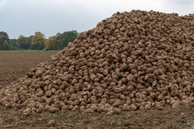 Large mound of freshly harvested sugar beets sits in a rural field. The landscape is calm yet dramatic, featuring gray skies and a few distant trees
