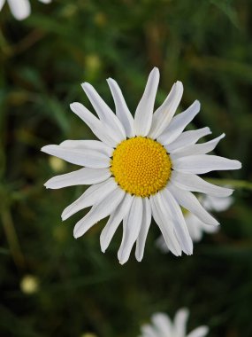 Tek bir beyaz papatya, güneşli bir günde parlak yeşil yapraklarla çevrili sarı merkezi ve uzun yapraklarıyla göze çarpar. Doğa güzelliğini basit bir zarafetle sergiler.