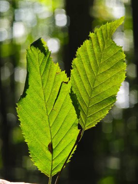 İki parlak yeşil yaprak bir ormanda güneş ışığına karşı tutulur. Işık, doğanın güzelliğini ve canlılığını vurgulayan büyüleyici gölgeler ve dokular yaratır.