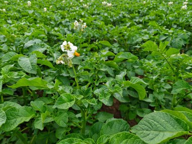 Bereketli patates tarlaları sağlıklı yeşil yapraklar ve narin beyaz çiçekler sergiliyor. Bölge güneş ışığıyla yıkanmış, zengin tarım manzarasını vurguluyor.