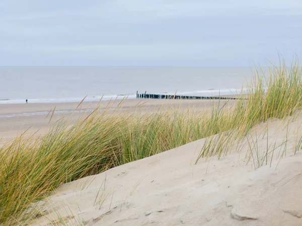 Gentle dunes line the peaceful coast of Zeeland in the Netherlands, where tall grass sways in the breeze. In the distance, wooden breakwaters stretch along the shore