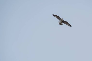 Bir martı, mavi gökyüzünde rahatça süzülür. Kanatları genişçe açılır ve yiyecek arar. Güneş ışıl ışıl parlıyor, tüyleri parıldıyor.