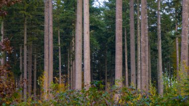 Huzurlu bir orman sahnesinde altında canlı yeşillikler bulunan uzun ağaçlar yan yana durur. Güneş ışığı dalların arasından parlıyor, bölgenin doğal güzelliğini ve sükunetini vurguluyor.