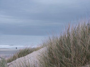 Sakin bir plaj sahnesinde, bulutlu bir gökyüzünün altında sahilde tek başına yürüyen uzun çimenler rüzgarda hafifçe sallanıyor. Okyanus arka planda uzanıyor.